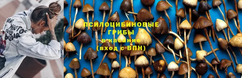 Галлюциногенные грибы Psilocybine cubensis  Клинцы 